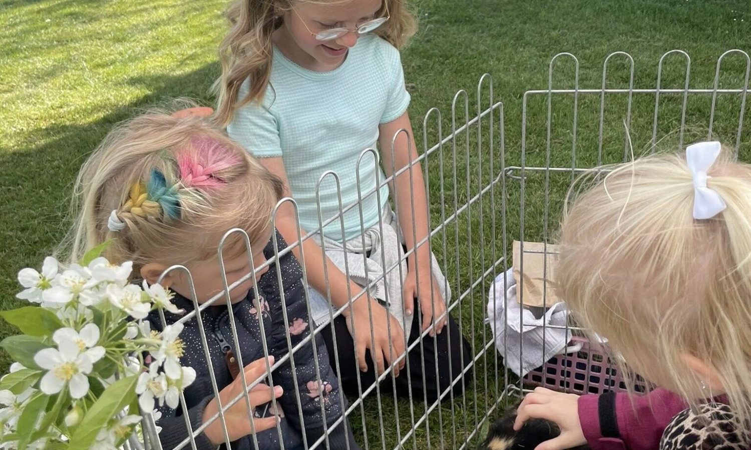 Eleverne elsker når der afholdes dyrskue på friskolen.